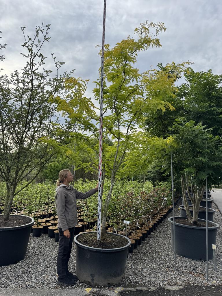 Gleditsia triacanthos 'Sunburst'