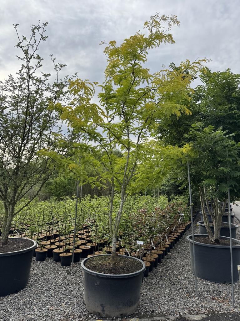 Gleditsia triacanthos 'Sunburst'