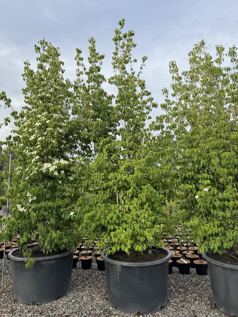 Cornus kousa var. chinensis