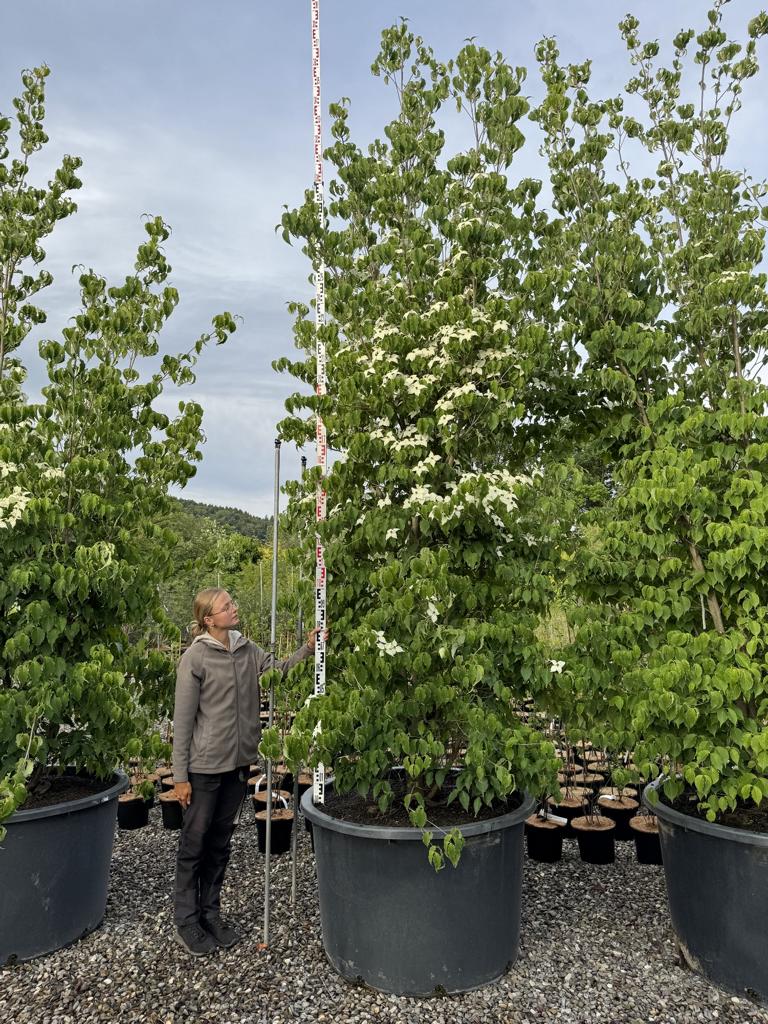 Cornus kousa var. chinensis