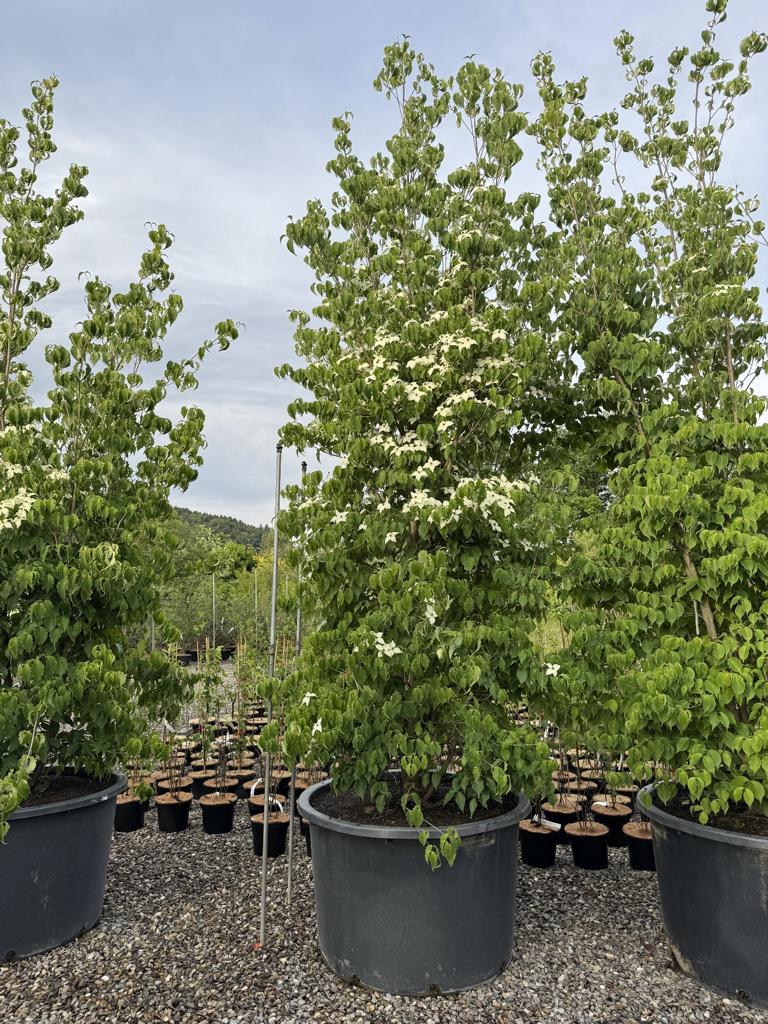 Cornus kousa var. chinensis