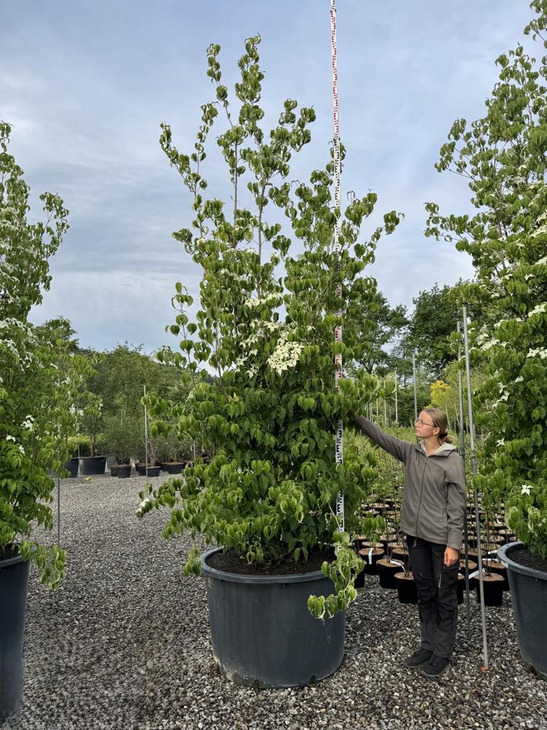 Cornus kousa var. chinensis