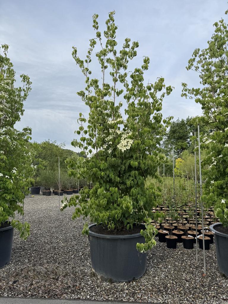 Cornus kousa var. chinensis