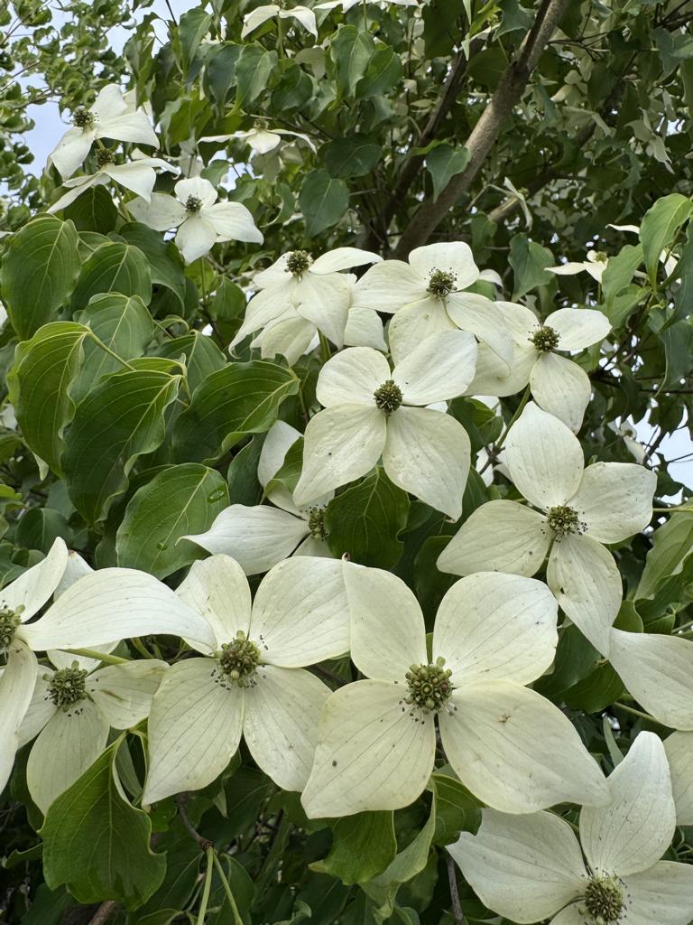 Cornus kousa var. chinensis