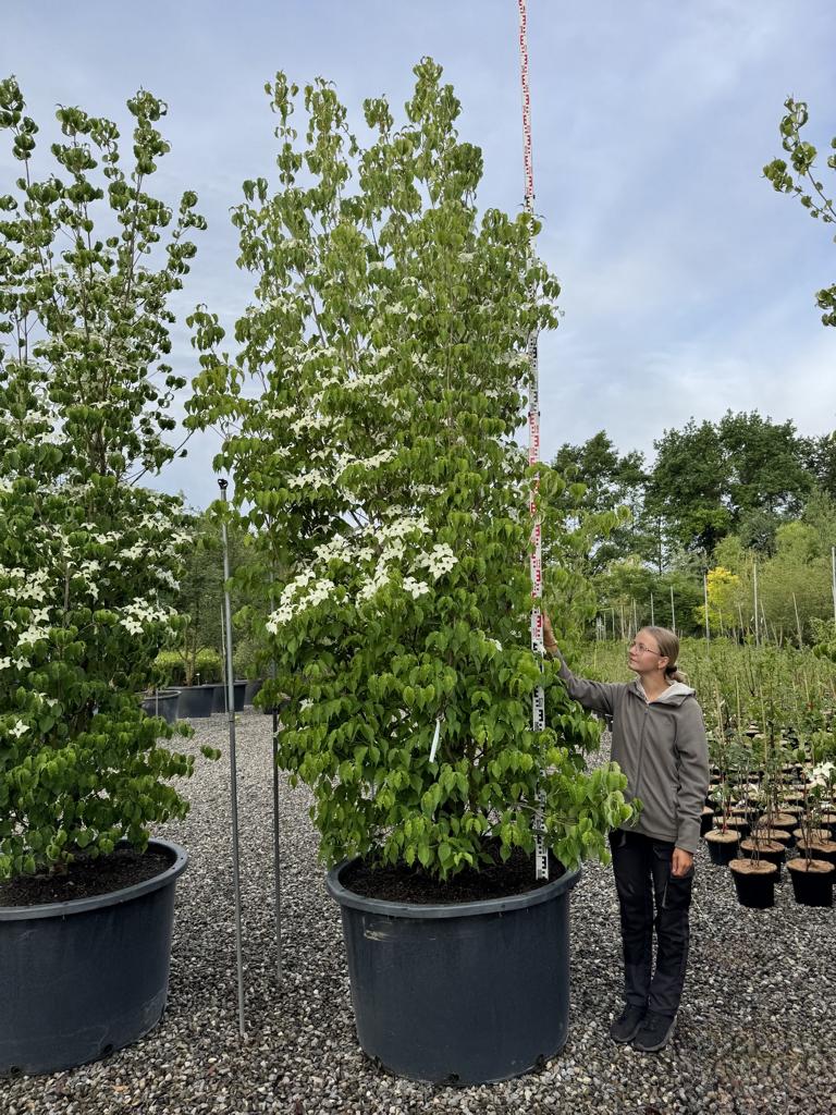 Cornus kousa var. chinensis