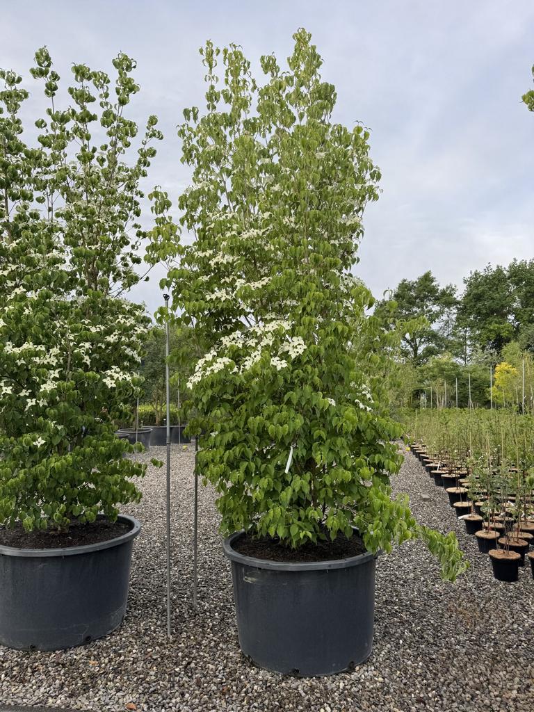 Cornus kousa var. chinensis