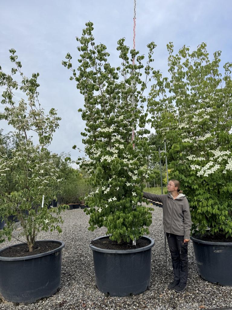 Cornus kousa var. chinensis