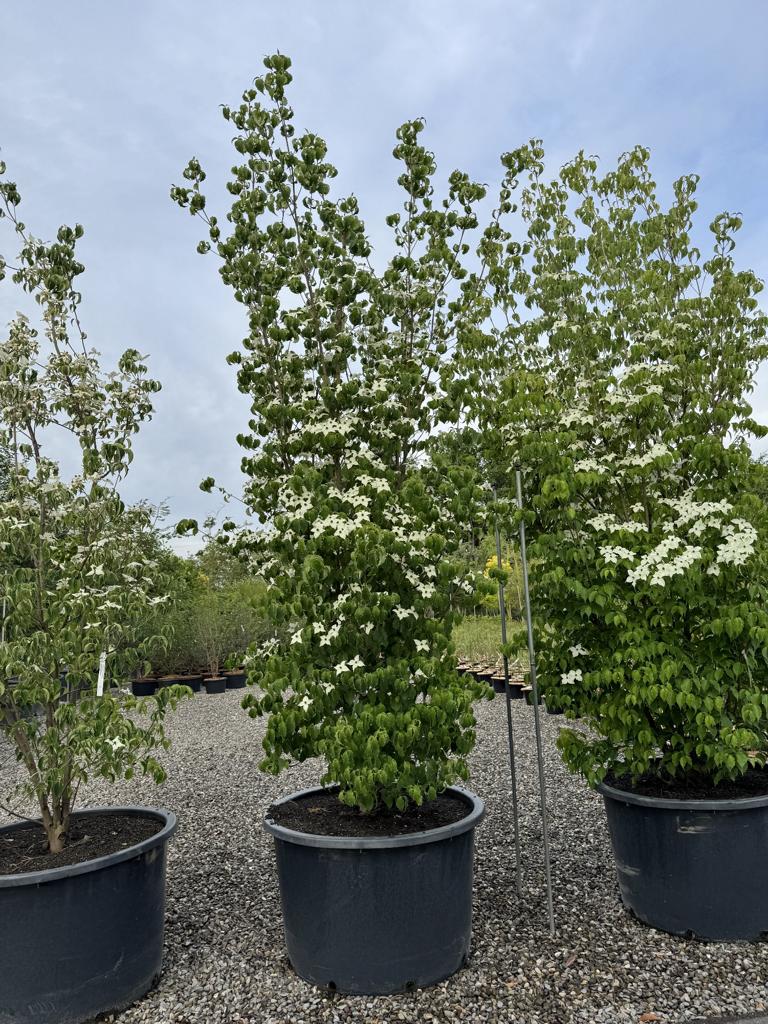 Cornus kousa var. chinensis