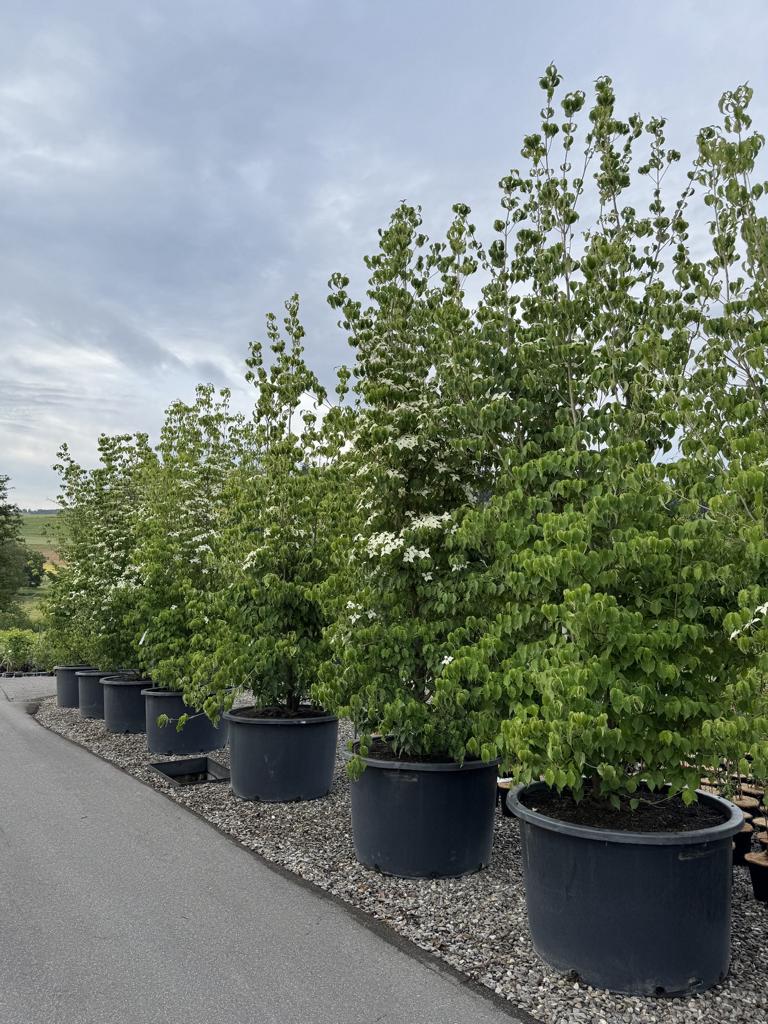 Cornus kousa var. chinensis