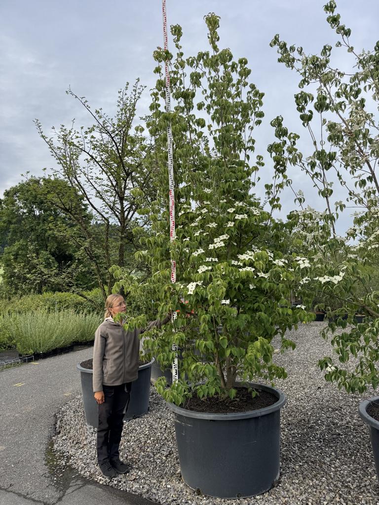 Cornus kousa var. chinensis