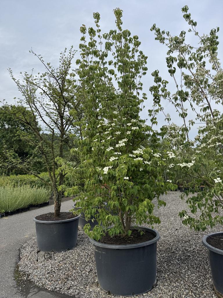 Cornus kousa var. chinensis