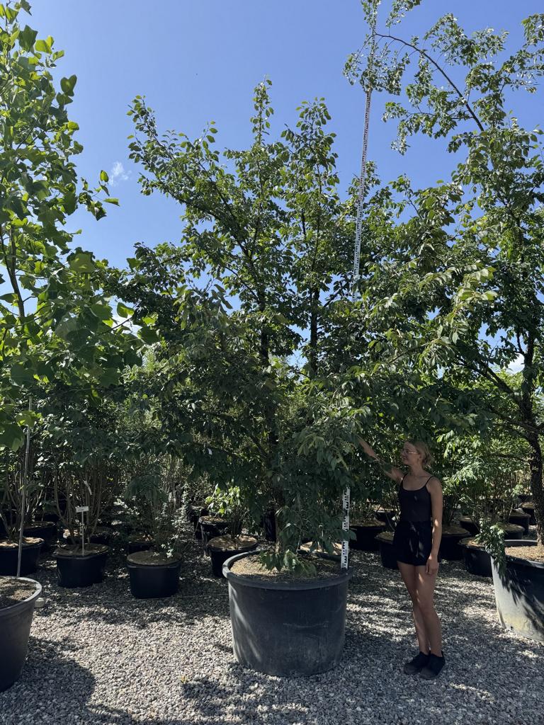 Ulmus minor 'Supercork'