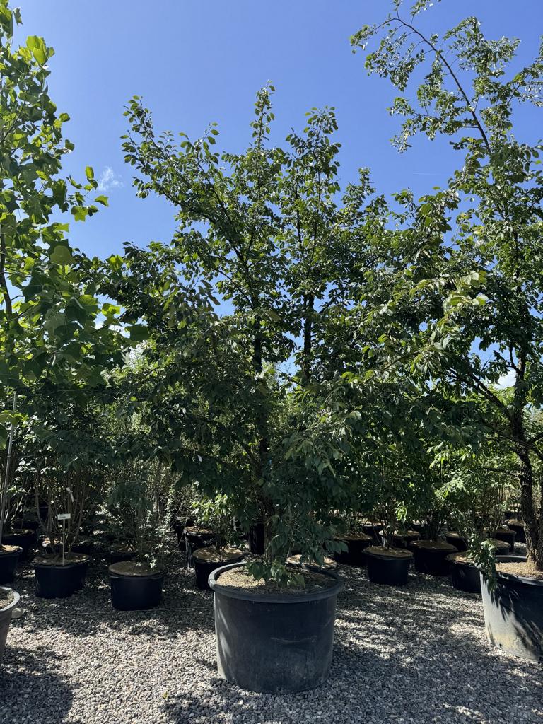 Ulmus minor 'Supercork'