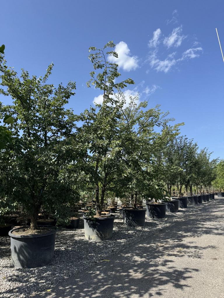 Ulmus minor 'Supercork'