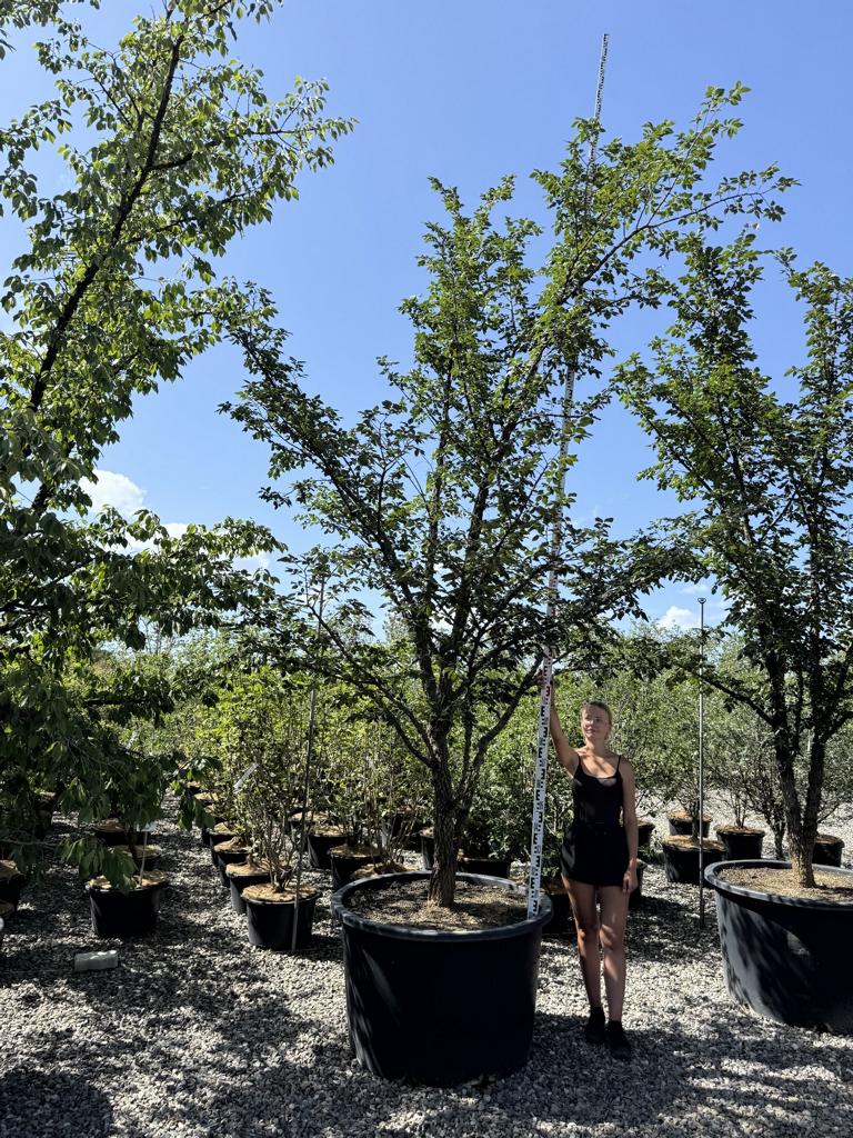 Ulmus minor 'Supercork'