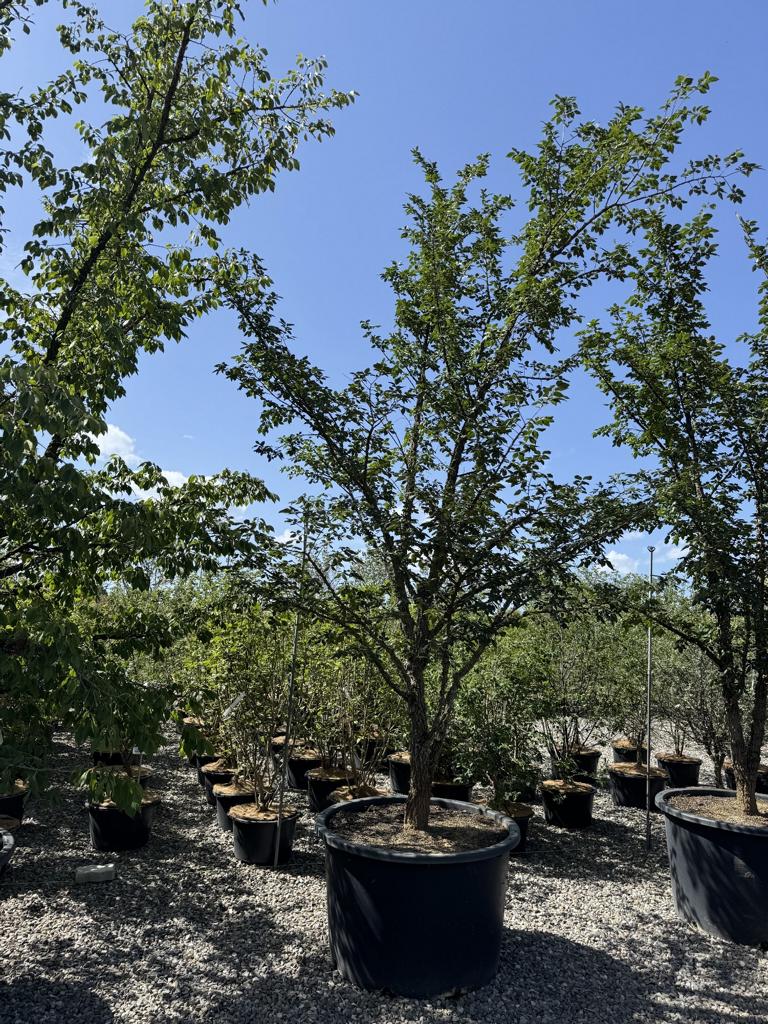 Ulmus minor 'Supercork'