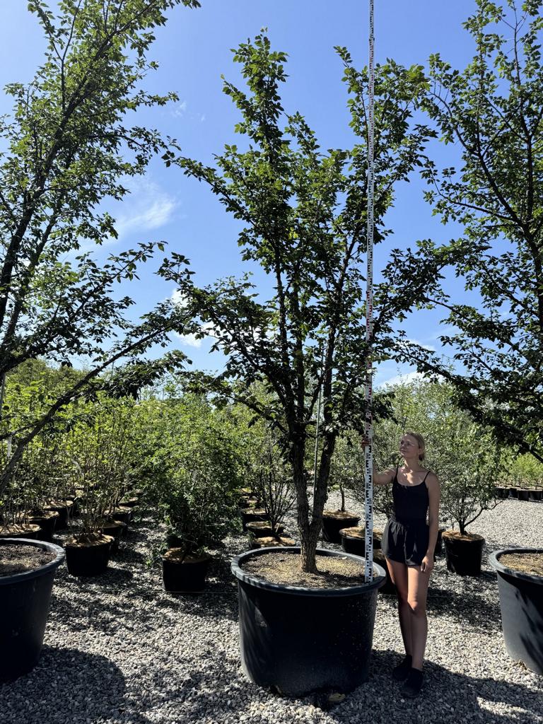 Ulmus minor 'Supercork'
