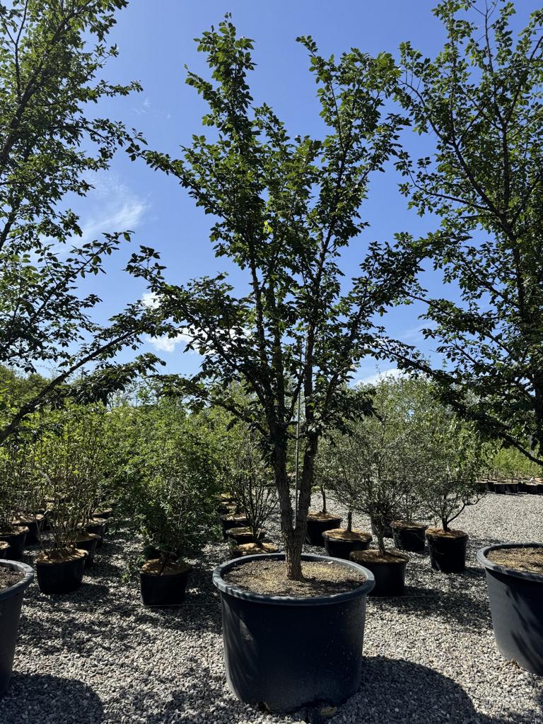 Ulmus minor 'Supercork'