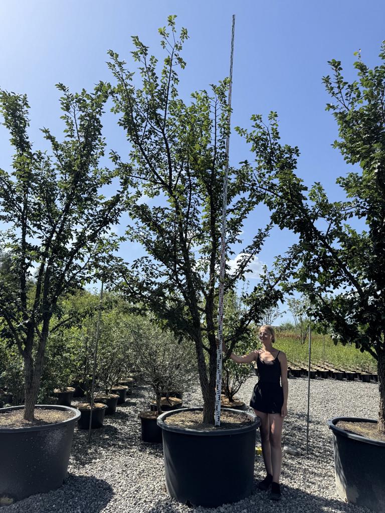 Ulmus minor 'Supercork'