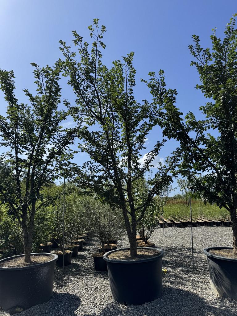 Ulmus minor 'Supercork'