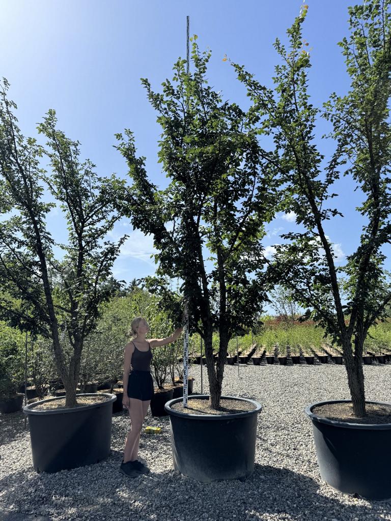 Ulmus minor 'Supercork'