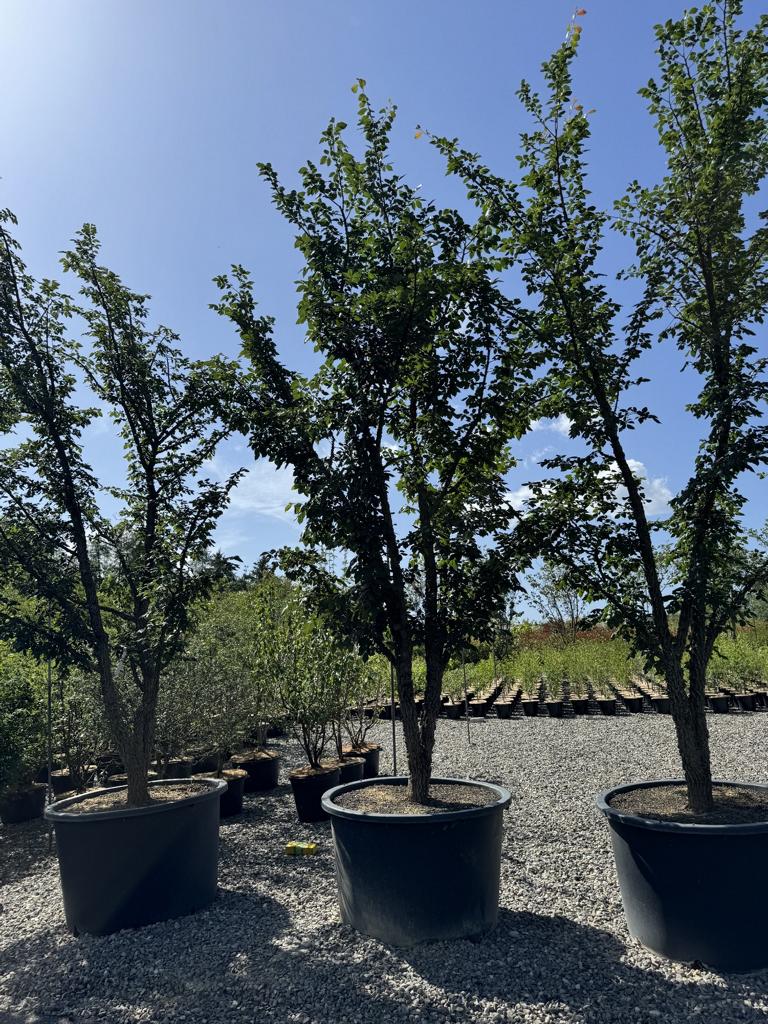 Ulmus minor 'Supercork'
