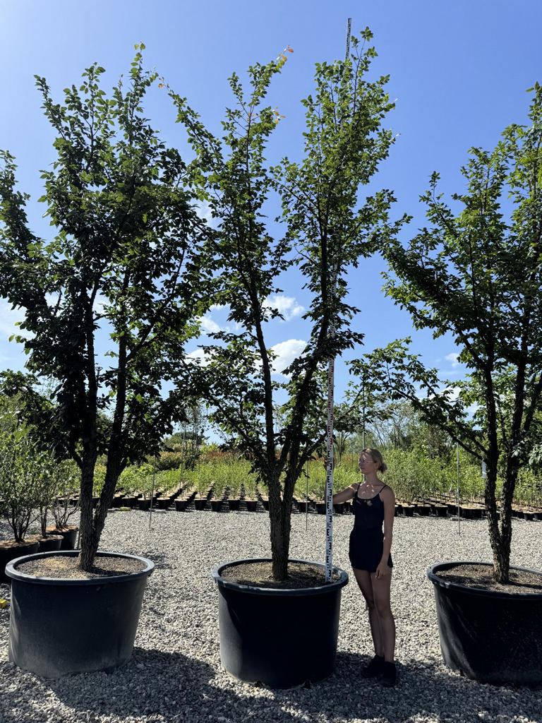 Ulmus minor 'Supercork'
