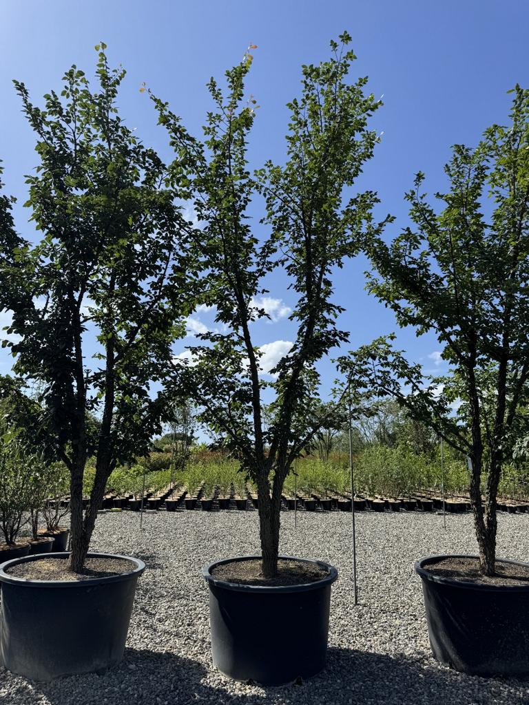 Ulmus minor 'Supercork'