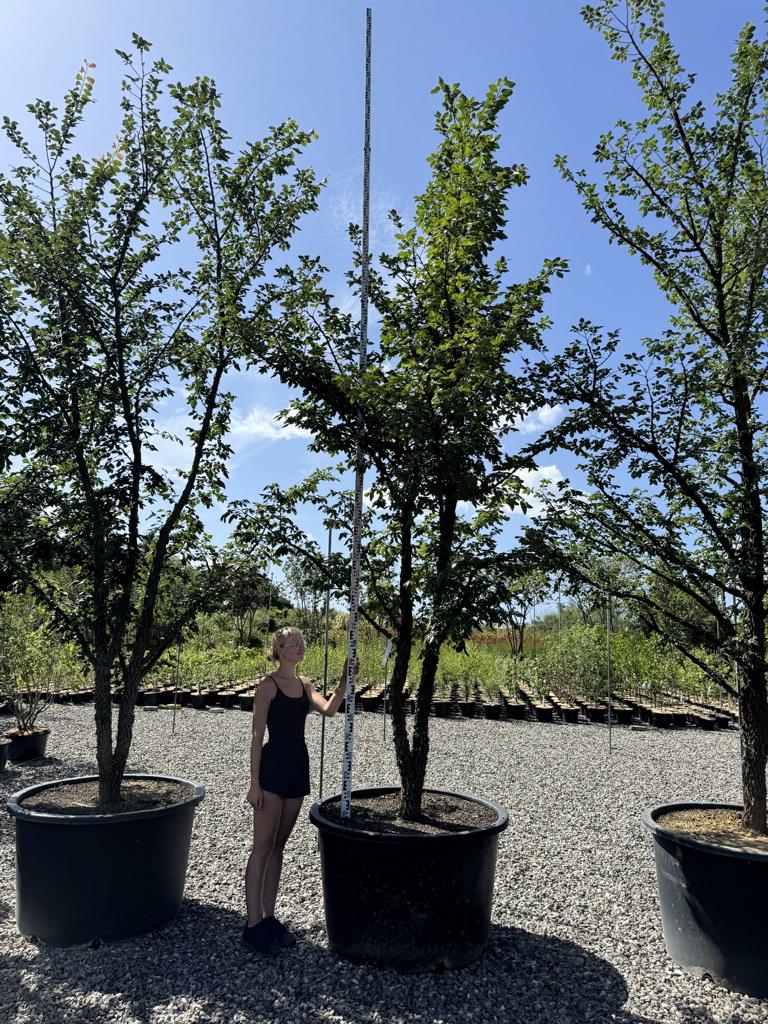 Ulmus minor 'Supercork'