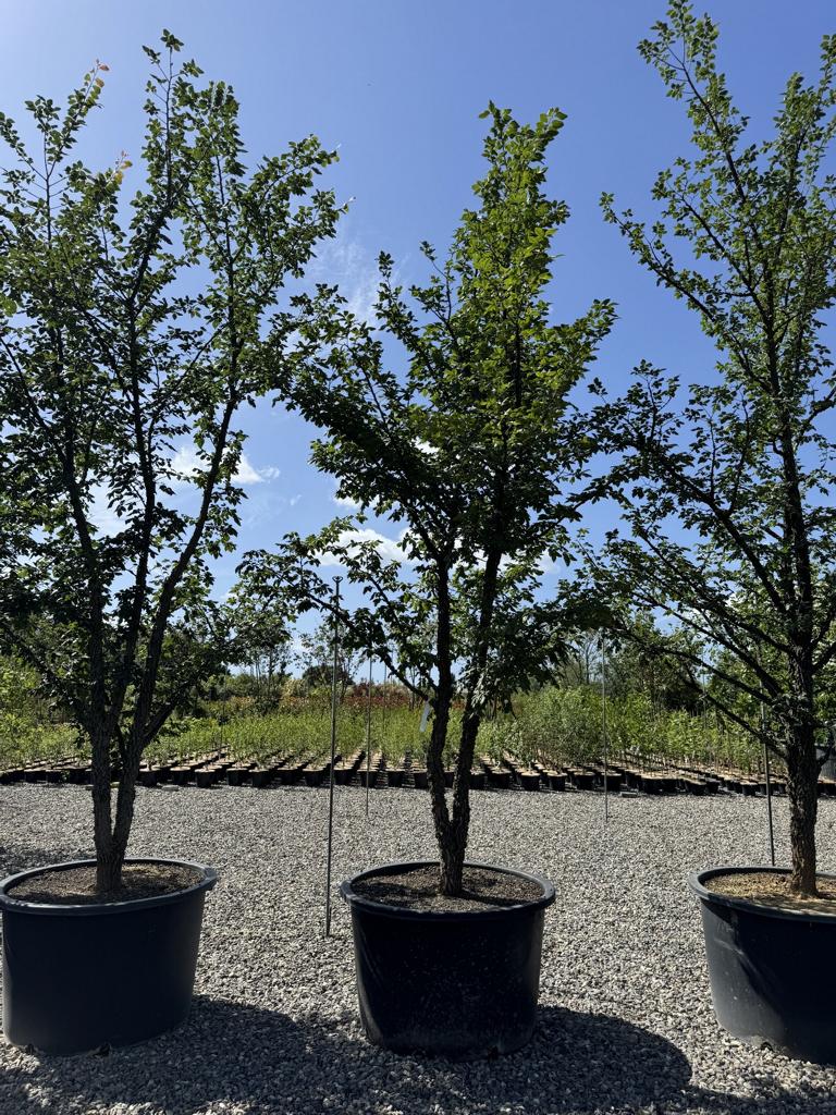 Ulmus minor 'Supercork'
