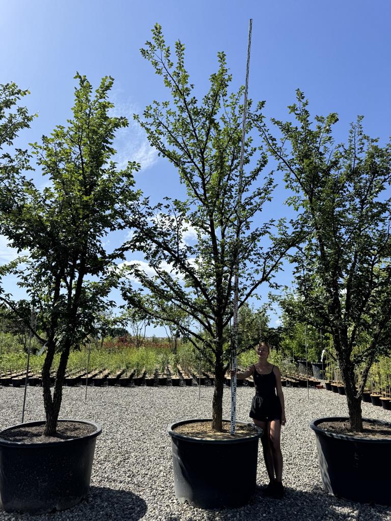 Ulmus minor 'Supercork'