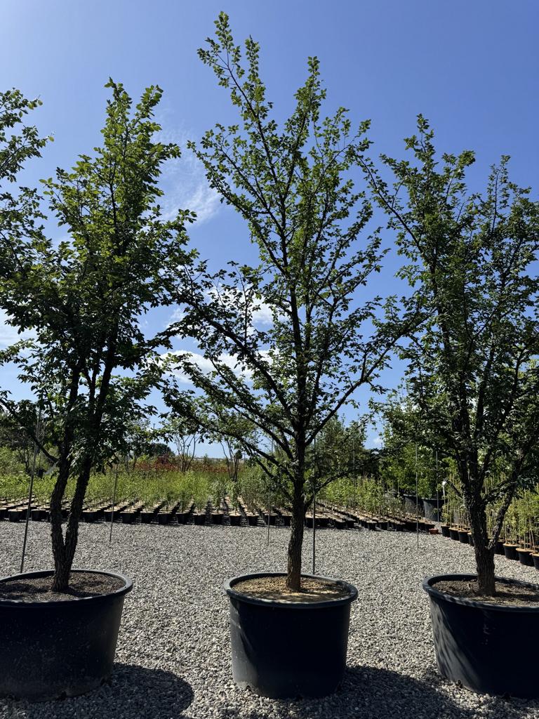 Ulmus minor 'Supercork'