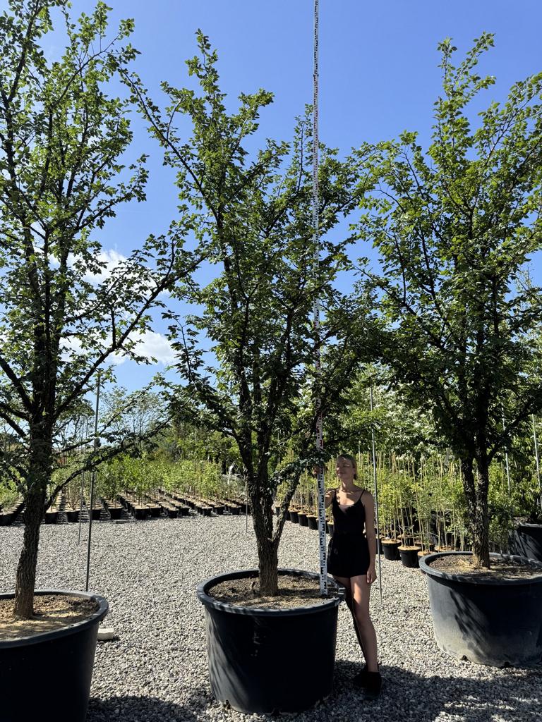 Ulmus minor 'Supercork'