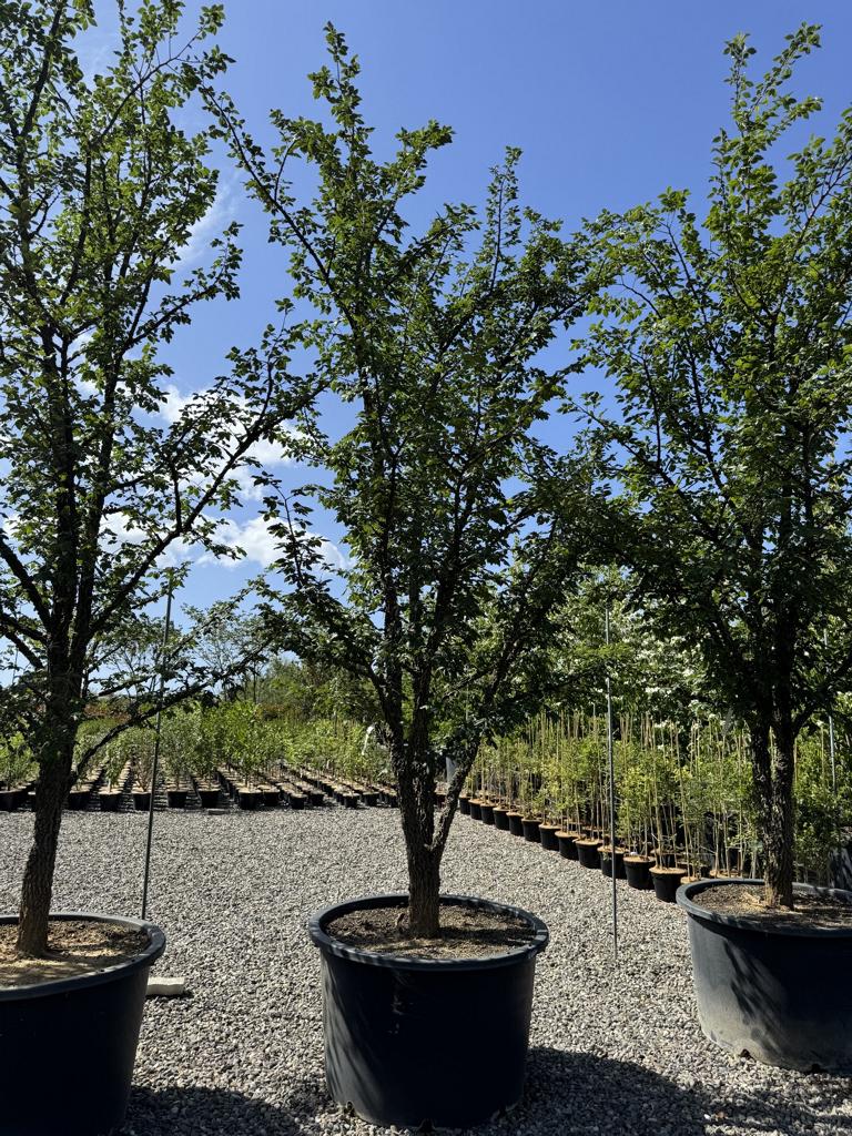 Ulmus minor 'Supercork'