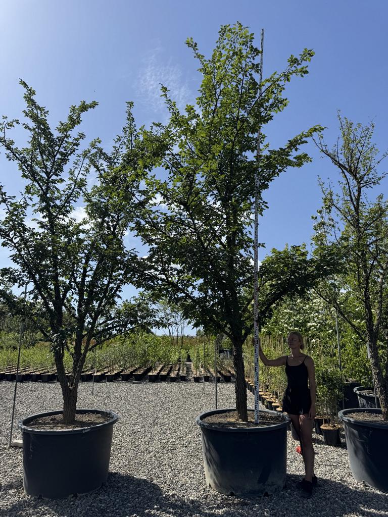 Ulmus minor 'Supercork'