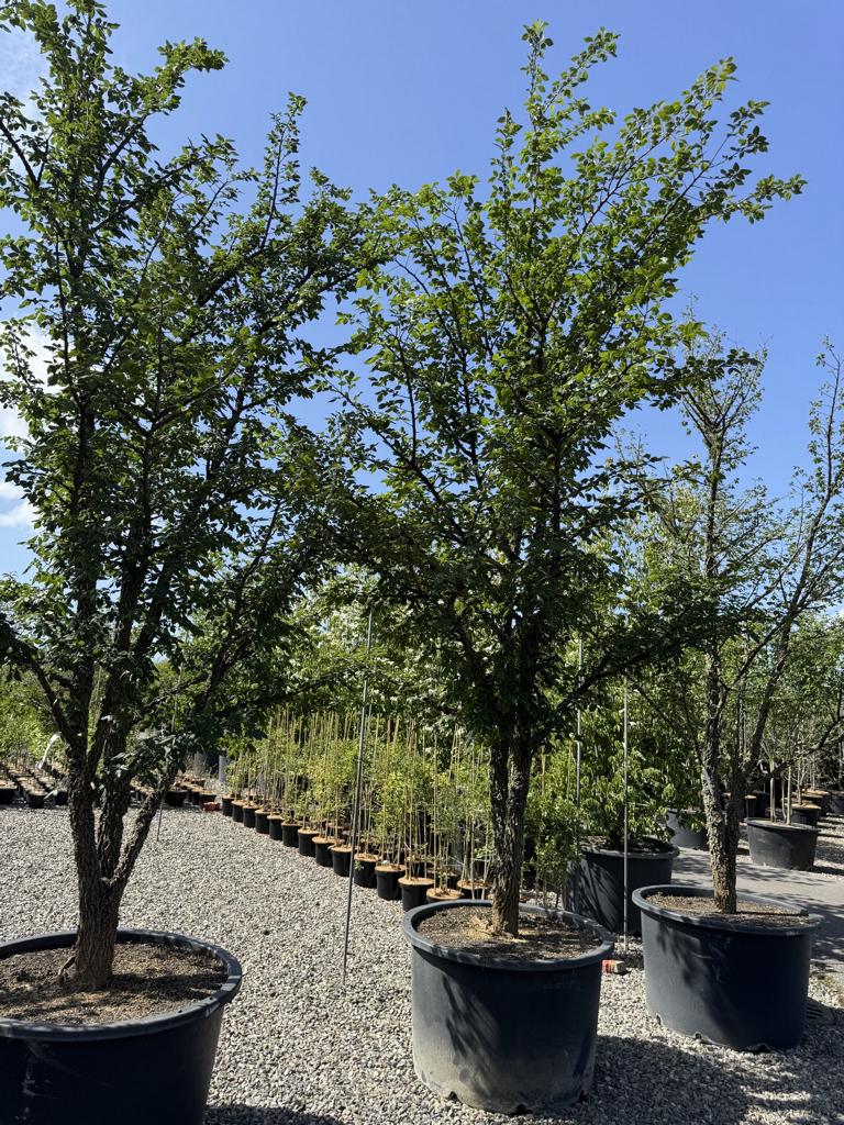 Ulmus minor 'Supercork'