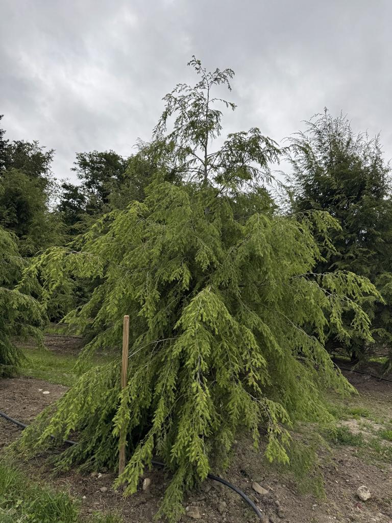 Tsuga canadensis