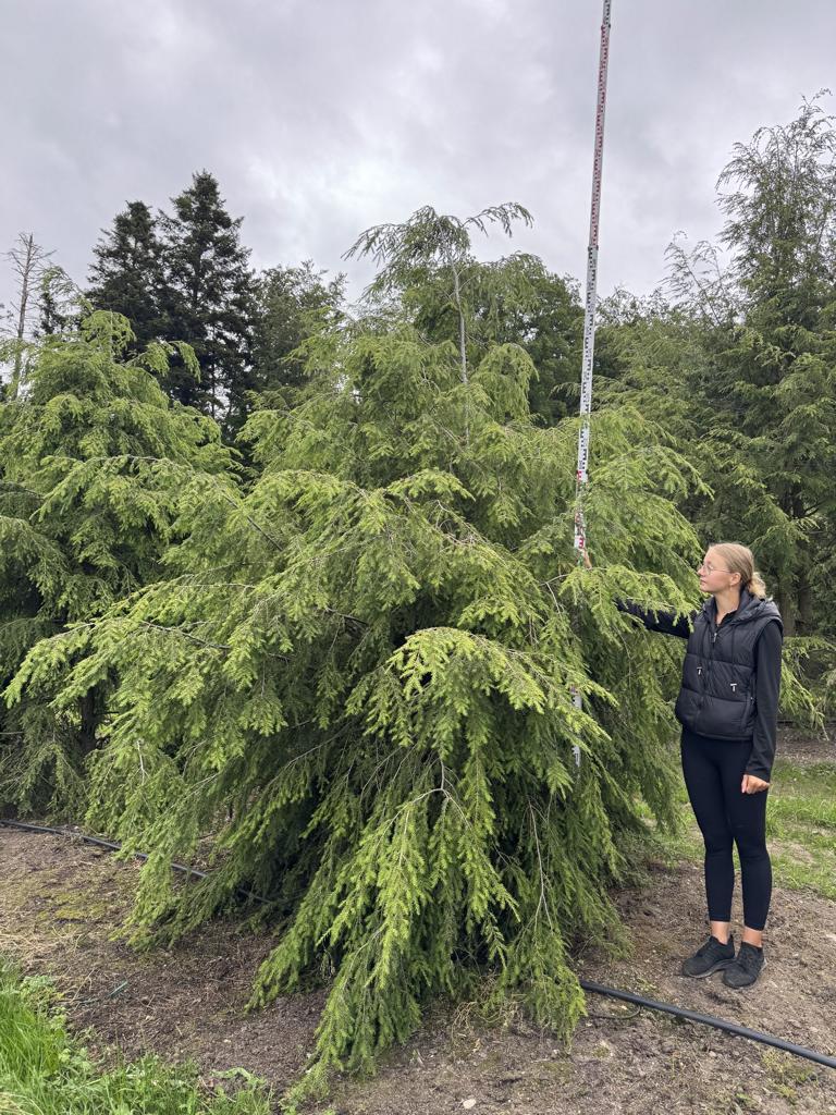 Tsuga canadensis