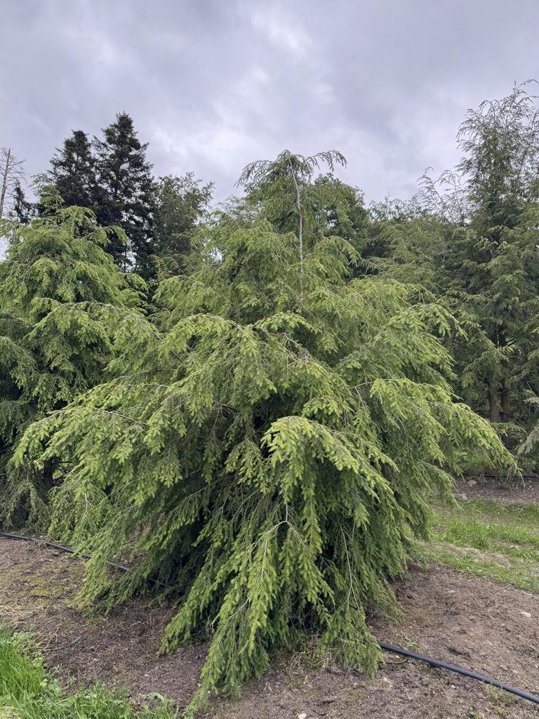 Tsuga canadensis