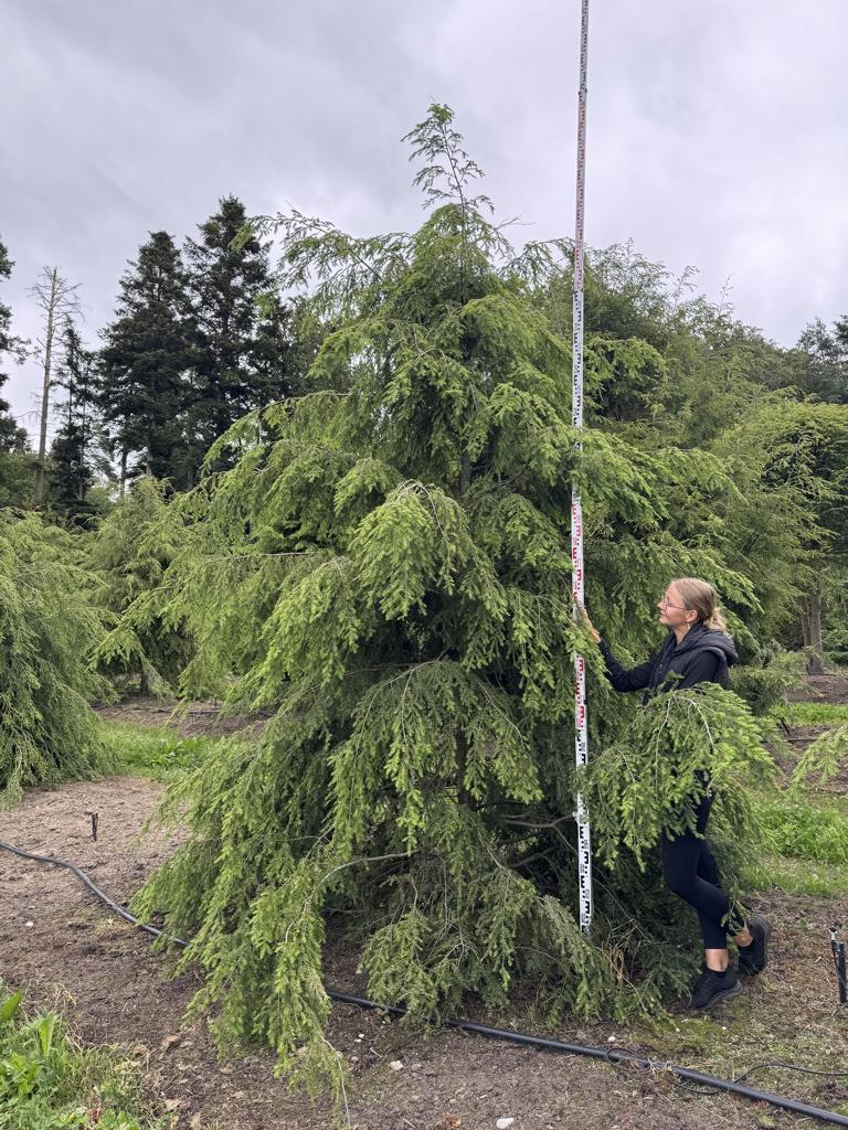 Tsuga canadensis