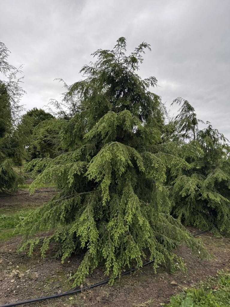 Tsuga canadensis