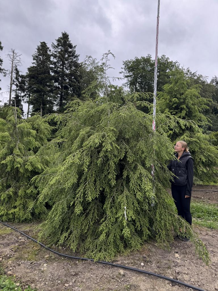 Tsuga canadensis