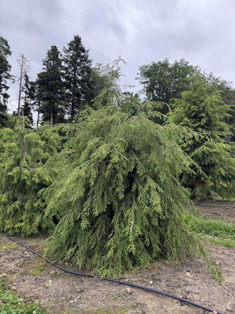Tsuga canadensis