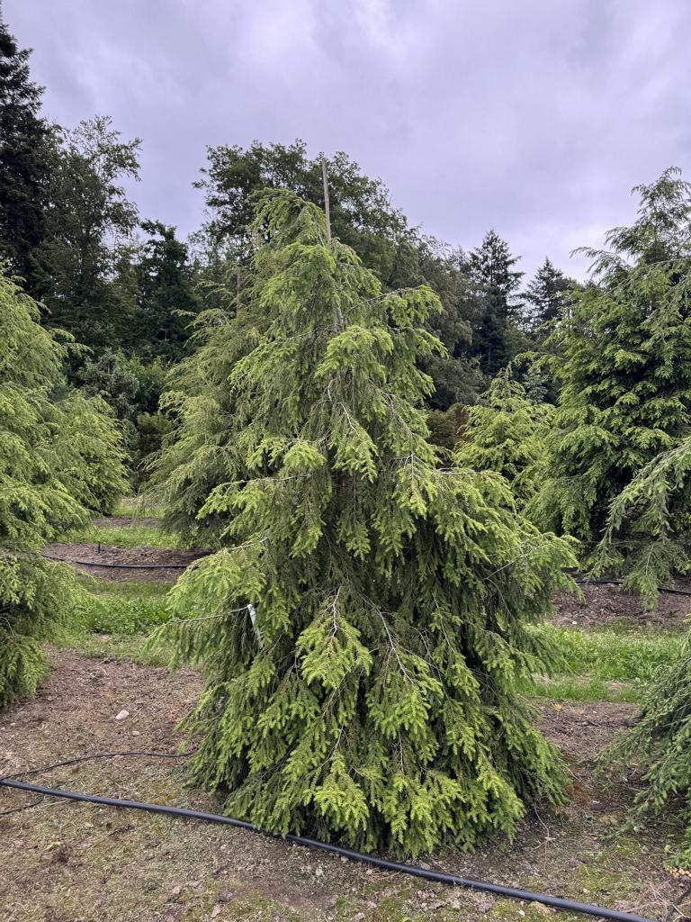 Tsuga canadensis