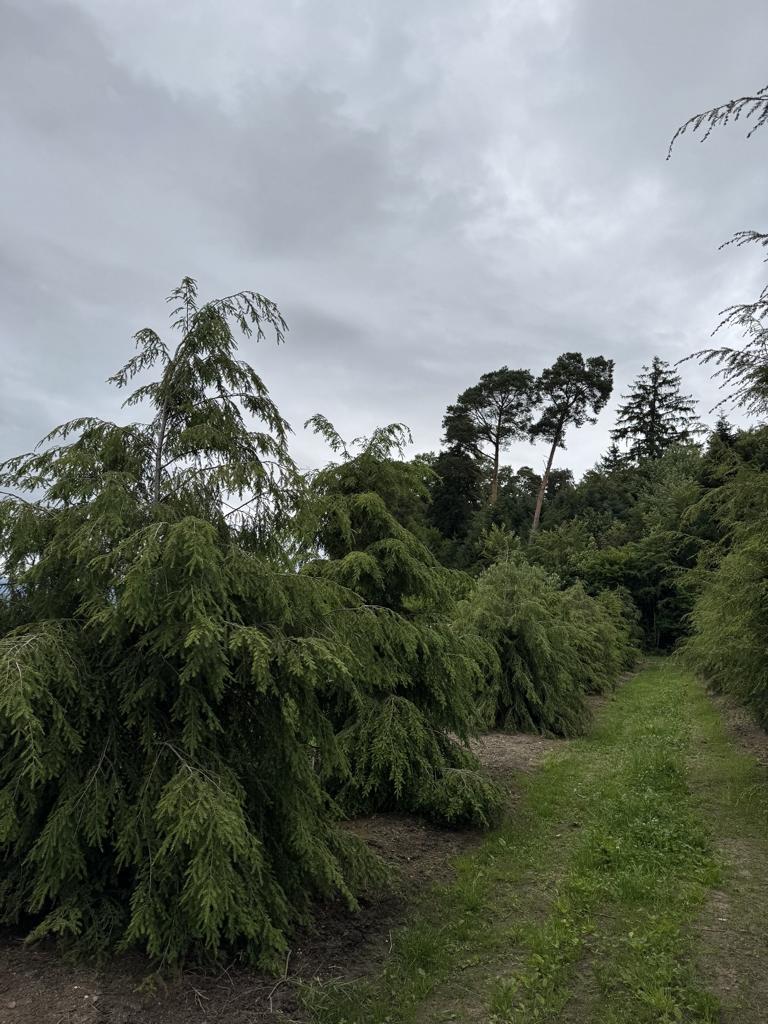 Tsuga canadensis