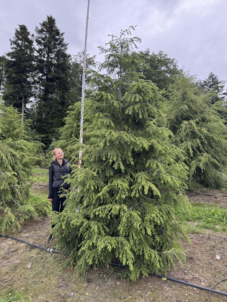 Tsuga canadensis
