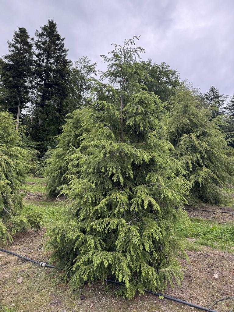 Tsuga canadensis