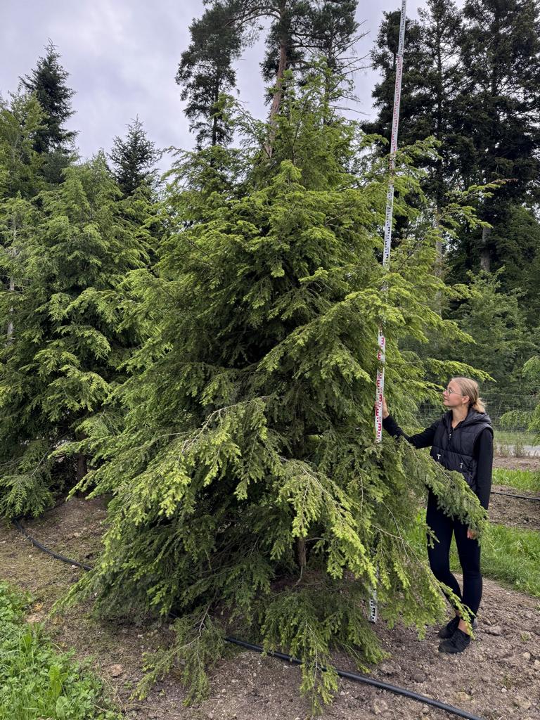Tsuga canadensis