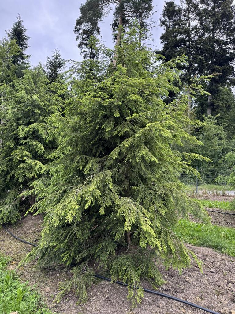 Tsuga canadensis