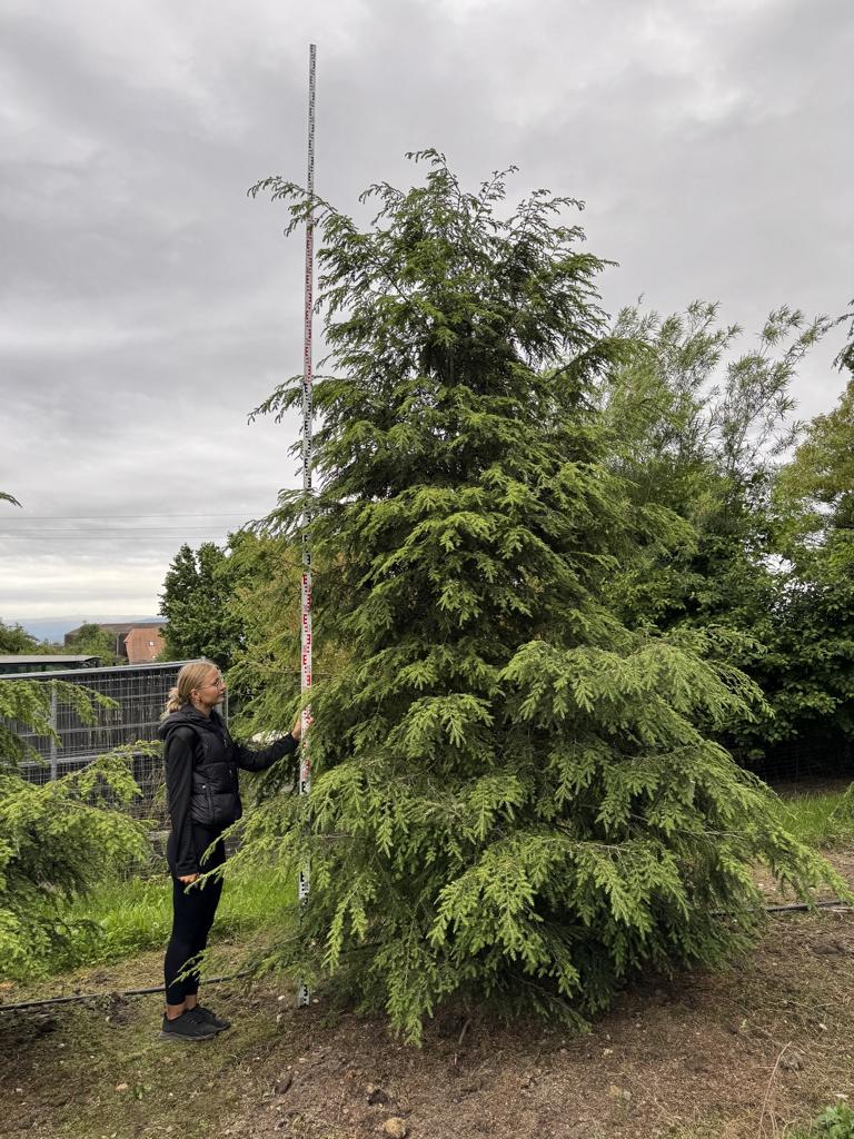 Tsuga canadensis